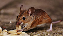 24 Hour & Emergency Exterminators in Oakland, NJ